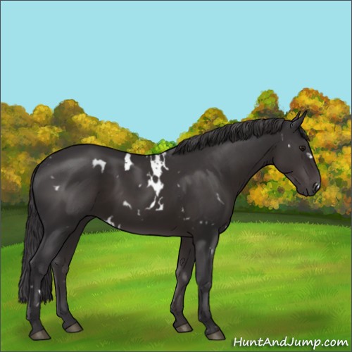 Horse Color:White Spotted Smoky Black 