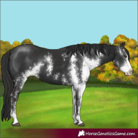 Horse Color:Liver Chestnut Sabino 