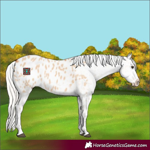 Horse Color:Silver Bay Dun Appaloosa 
