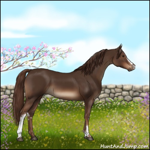 Horse Color:White Spotted Liver Chestnut