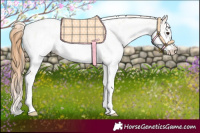 Horse Color:White Spotted Chestnut Appaloosa 