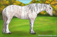 Horse Color:Brown Appaloosa  and Brown Appaloosa Rabicano 
