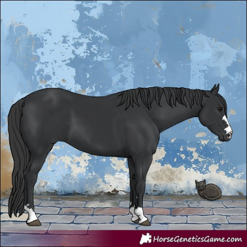 Horse Color:Black 