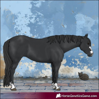 Horse Color:Black 