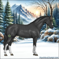 Horse Color:Blue Roan 