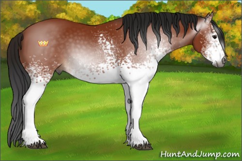 Horse Color:Gray White Spotted Bay Tobiano