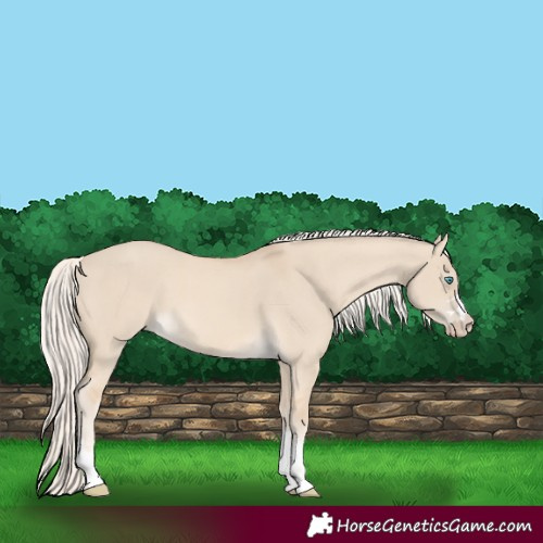 Horse Color:Cremello Dun 