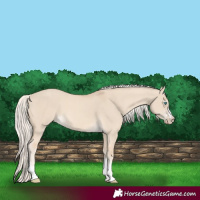 Horse Color:Cremello Dun 