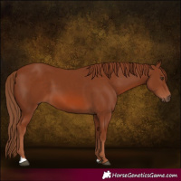 Horse Color:Chestnut 