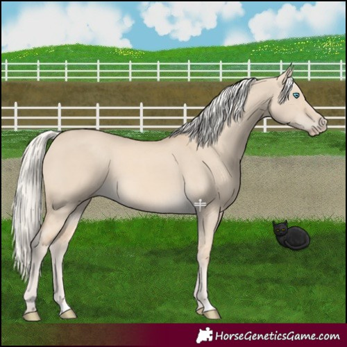 Horse Color:Cremello Dun 