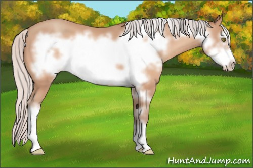 Horse Color:Silver Amber Champagne Frame 