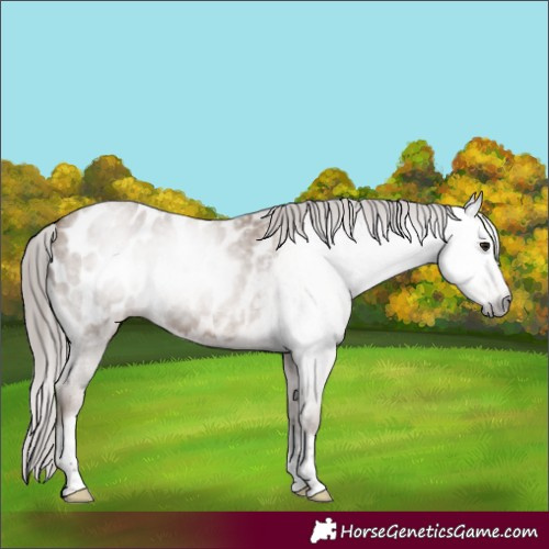 Horse Color:Gray Classic Champagne Roan Tobiano Frame Appaloosa 