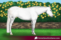 Horse Color:Gray Gold Cream Champagne Roan Tobiano Frame Appaloosa 