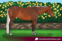 Horse Color:Brown Rabicano and Silver Brown Rabicano