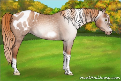Horse Color:Gray Gold Champagne Roan Tobiano Frame Appaloosa 