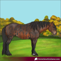 Horse Color:Black  and Brown 