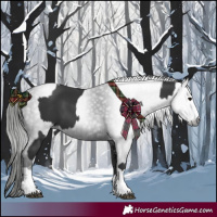 Horse Color:Black  and Gray Black 