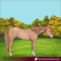 Horse Color:Gold Champagne 