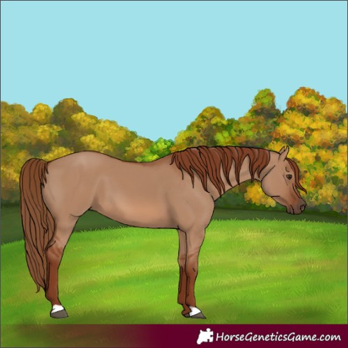 Horse Color:Red Dun