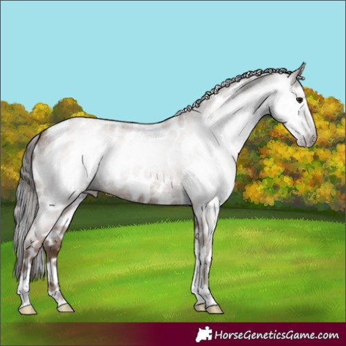 Horse Color:Gray Classic Champagne Roan Tobiano Frame Leopard