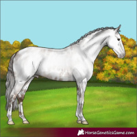 Horse Color:Gray Classic Champagne Roan Tobiano Frame Leopard 