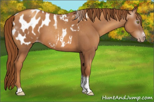 Horse Color:Gray Gold Champagne Roan Tobiano Frame Appaloosa
