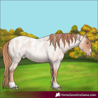 Horse Color:Gold Champagne Roan Tobiano Frame Appaloosa