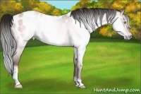 Horse Color:Gray Amber Champagne Roan Tobiano Frame Near Leopard 