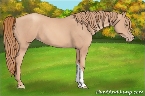 Horse Color:Gold Champagne