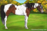 Horse Color:Gray Bay Tobiano Frame 