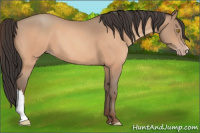 Horse Color:Amber Champagne 