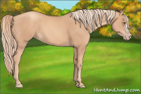 Horse Color:Gold Champagne