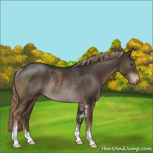 Horse Color:Liver Chestnut Sabino Rabicano 