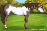 Horse Color:Gray Red Roan Frame