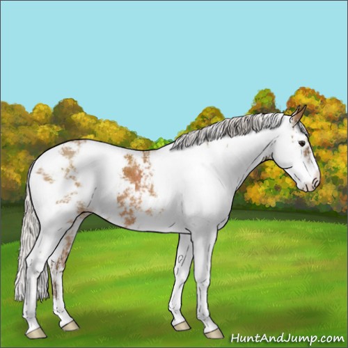 Horse Color:Silver Buckskin Sabino 
