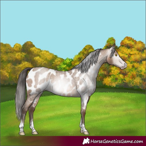 Horse Color:Gray Amber Champagne Roan Tobiano Frame Appaloosa 