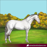 Horse Color:Gray Amber Champagne Roan Tobiano Frame Appaloosa 