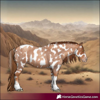 Horse Color:Gray Gold Champagne Roan Tobiano Frame Leopard 