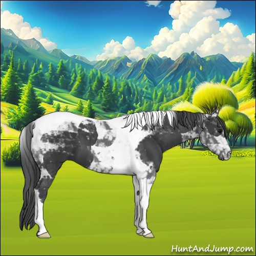 Horse Color:Black Tobiano 