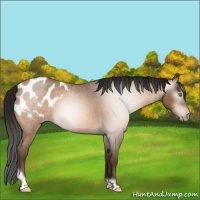 Horse Color:Gray Amber Champagne Roan Tobiano Frame Appaloosa 
