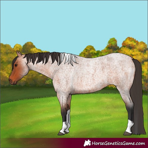 Horse Color:Bay Roan Tobiano 