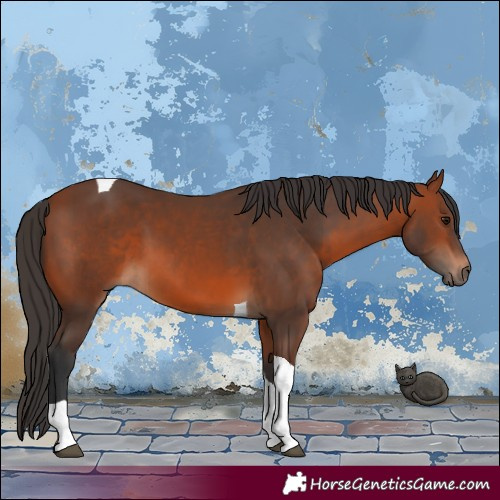 Horse Color:Bay Tobiano 