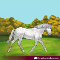 Horse Color:Gray Gold Champagne Roan Tobiano Frame Appaloosa