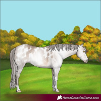 Horse Color:Gray Amber Champagne Roan Tobiano Frame Appaloosa