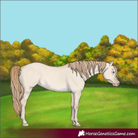 Horse Color:Perlino Dun