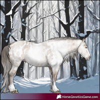 Horse Color:Gray Amber Champagne Roan Tobiano Frame Appaloosa