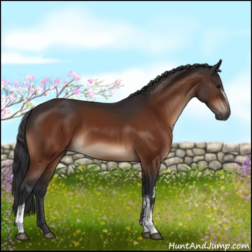Horse Color:White Spotted Brown