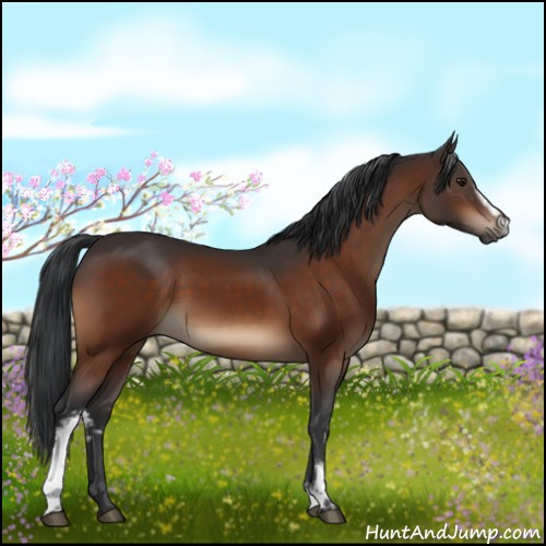 Horse Color:White Spotted Brown 