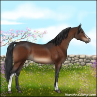 Horse Color:White Spotted Brown 