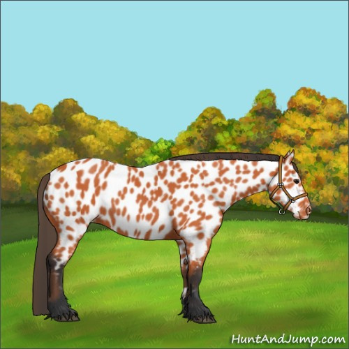Horse Color:Bay Appaloosa 